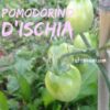 ischia Pomodoro Ischia semi