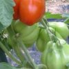 abr Pomodoro Abruzzese a pera semi