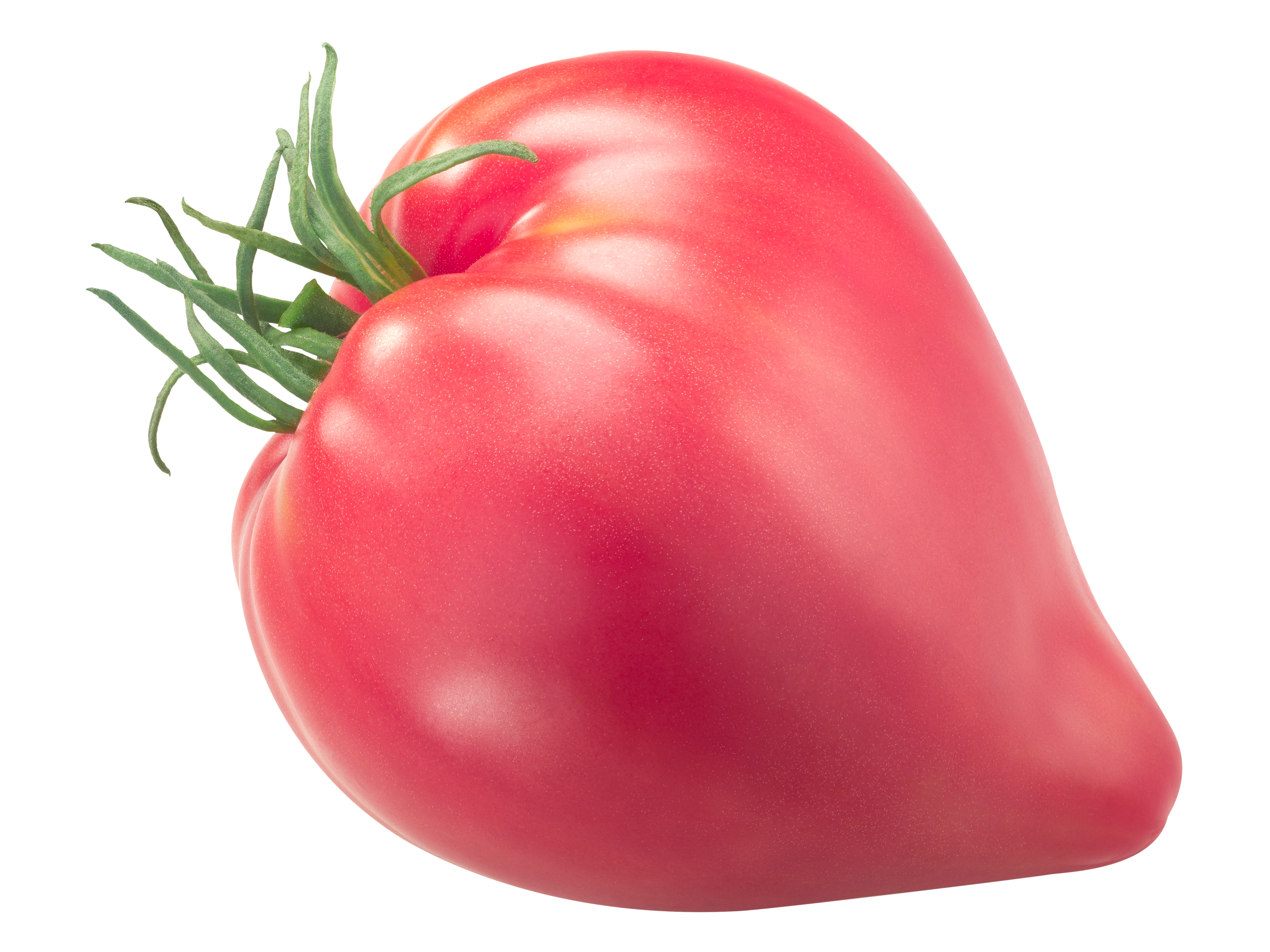 Sterling Old Norway heirloom tomato, pink oxheart type, isolate Pomodoro African Vining semi