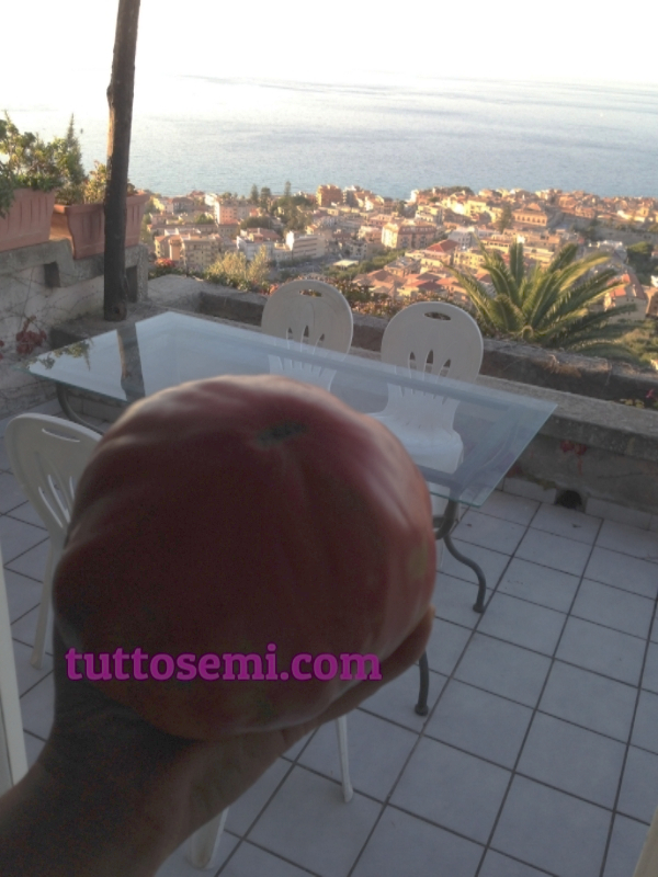 belm Pomodoro Belmonte Calabro Costoluto Gigante semi