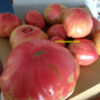 belm2 Pomodoro Belmonte Calabro Costoluto Gigante semi