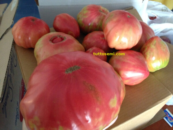belmonte calabro gigante semi Pomodoro Belmonte Calabro Costoluto Gigante semi