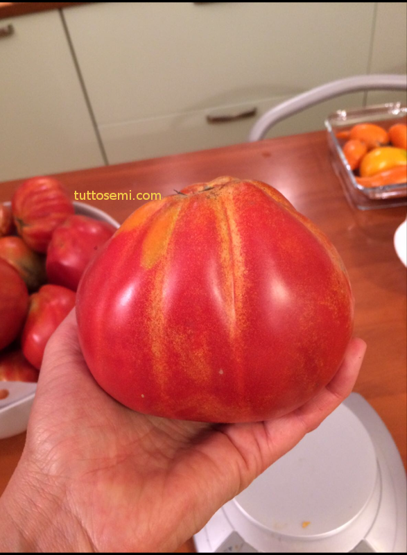 cbn Pomodoro Cuore di Bue di Nizza semi