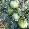 cbn2 Pomodoro Cuore di Bue di Nizza semi