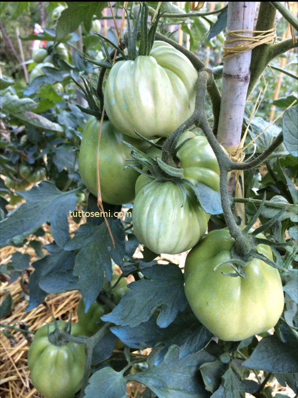 cbn2 Pomodoro Cuore di Bue di Nizza semi