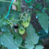 corbarino semi Pomodoro Corbarino semi