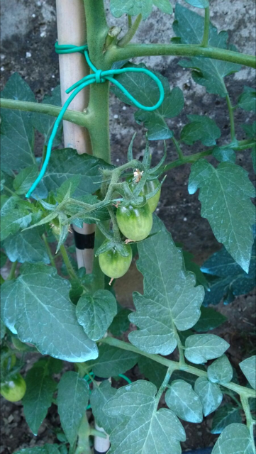 corbarino semi Pomodoro Corbarino semi