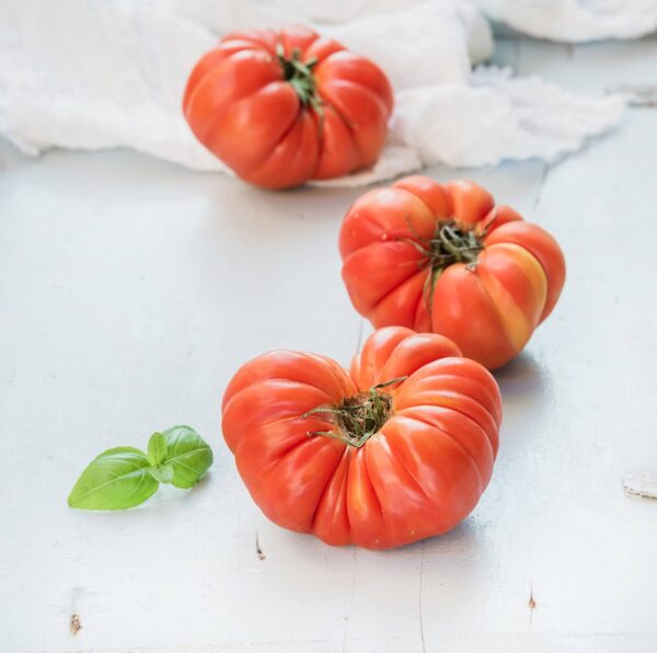 Pomodoro Costoluto Genovese