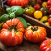 Pomodoro Costoluto Genovese