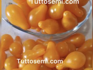 Pomodoro Lampadina Giallo semi