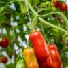 SAN MARZANO 4 Pomodoro San Marzano Nano semi