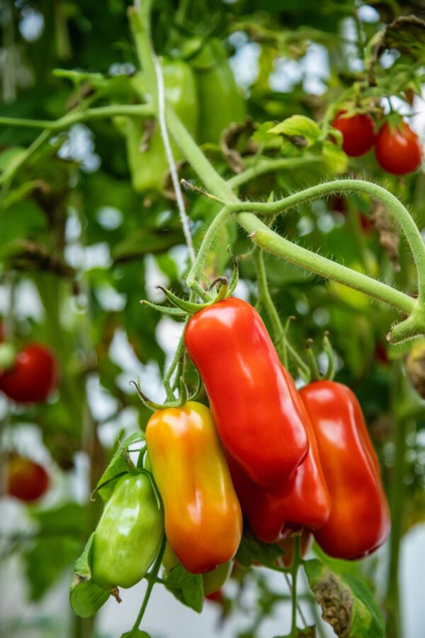 SAN MARZANO 4 Pomodoro San Marzano Nano semi