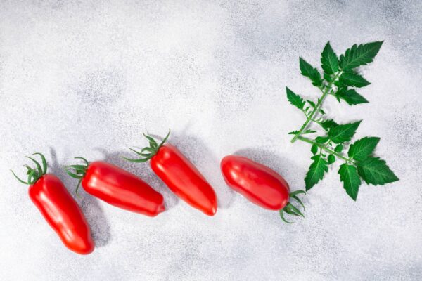 SANMAR1 Pomodoro San Marzano Selezione Gigante semi