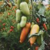SANMAR2 Pomodoro San Marzano Selezione Gigante semi