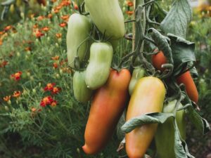 Pomodoro San Marzano Selezione Gigante semi
