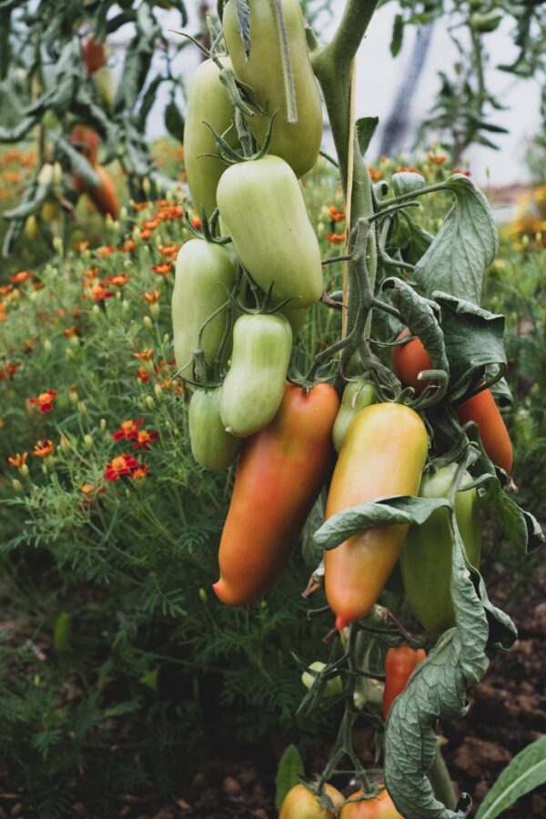 SANMAR2 Pomodoro San Marzano Selezione Gigante semi