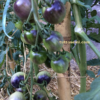 Pomodoro Indigo Cherry Drops semi