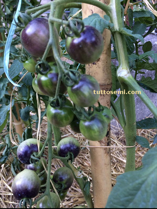 Pomodoro Indigo Cherry Drops semi