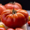 ladino 1 Pomodoro Panoncina - Ladino di Pannocchia semi