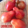 Pomodoro Ludvig XVII semi