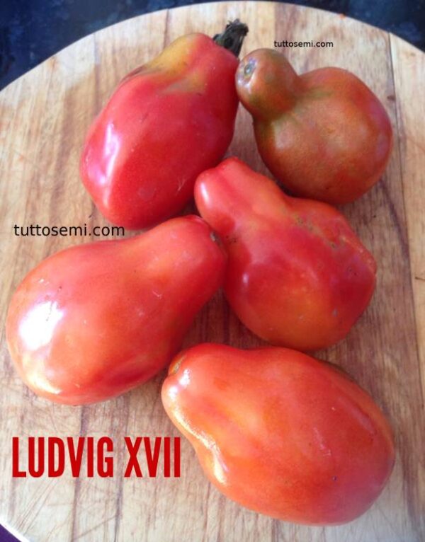 Pomodoro Ludvig XVII semi