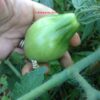Pomodoro Ludvig XVII semi