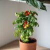 minibell Pomodoro Mini Bell semi