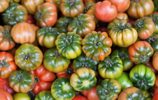 Pomodoro Muchamiel collo verde semi