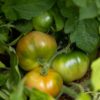 Pomodoro Muchamiel collo verde semi