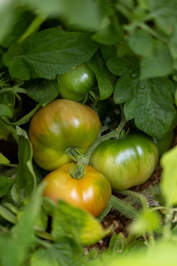 Pomodoro Muchamiel collo verde semi