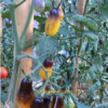 Pomodoro Indigo pearl Drops semi