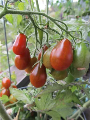 perino cioccolato2 Pomodoro Perino Cioccolato