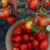 Pomodoro Perla del Giardino da vaso semi
