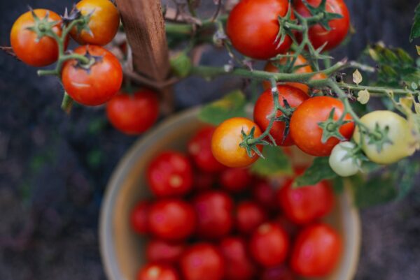 Pomodoro Perla del Giardino da vaso semi