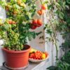 Pomodoro Perla del Giardino da vaso semi