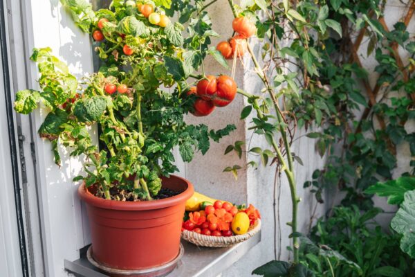 Pomodoro Perla del Giardino da vaso semi
