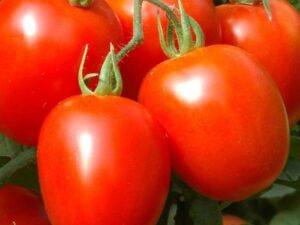 Pomodoro Petomech nano da salsa semi