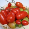 Pomodoro Piacentino Nano semi