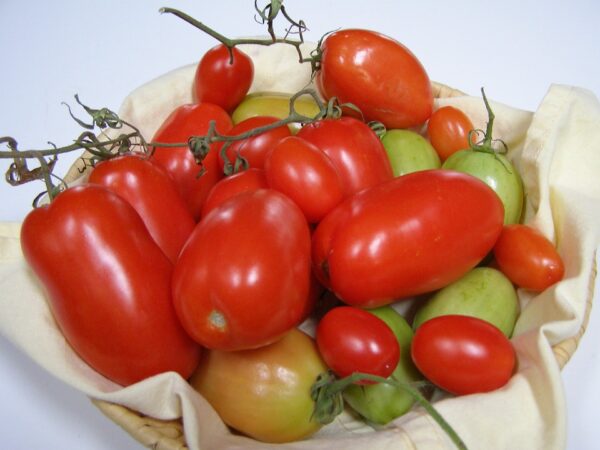 Pomodoro Piacentino Nano semi