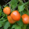 Pomodoro Piacentino Nano semi