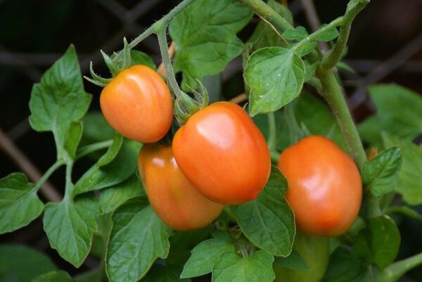 Pomodoro Piacentino Nano semi