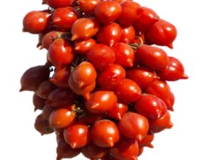 Pomodoro Piennolo del vesuvio di Agerola