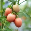 Pomodoro Rosa della Tailandia semi