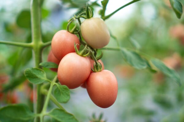 Pomodoro Rosa della Tailandia semi