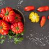 pisa Pomodoro Pisanello semi