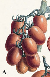 Pomodoro Re Umberto Rarissimo (Re Fiascone )