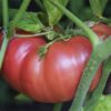 Pomodoro di Saint Pierre