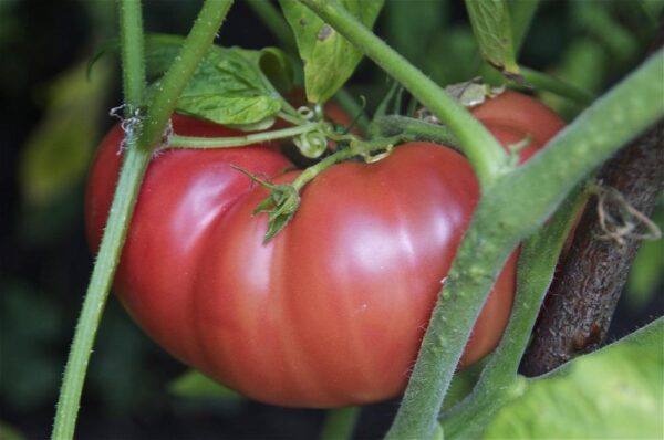 Pomodoro di Saint Pierre
