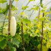 Cetriolo Bianco White Wonder semi