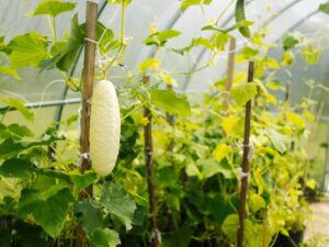 cetriolo bianco Cetriolo Bianco White Wonder semi